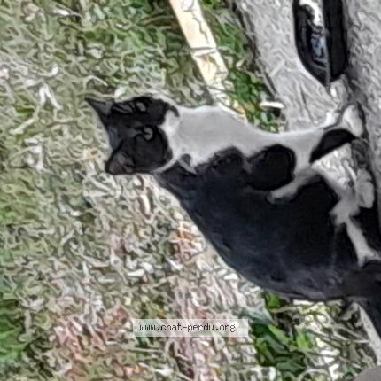 Foto 1/1 Nez noir Chat perdido en Pressins