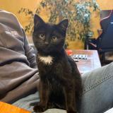 Foto del gato perdido en Saint Germain Laprade