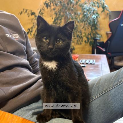 Foto 1/1 Limo Chat perdido en Saint germain laprade