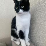 Foto del gato perdido en Collonges Sous Saleve