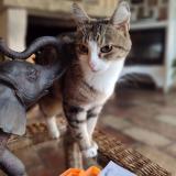 Foto del gato perdido en Vence