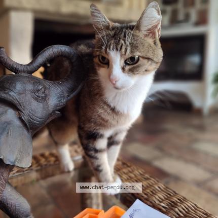 Foto 1/1 Pinkie Chat perdido en Vence