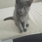 Foto del gato perdido en Berlin