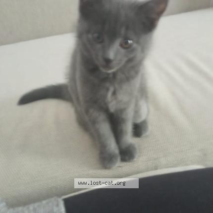 Foto 1/1 Mia Chat perdido en Berlin