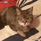 Foto del gato perdido en Redon