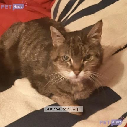 Foto 1/1 Filou Chat perdido en Redon