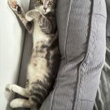 Foto del gato perdido en Biville Sur Mer