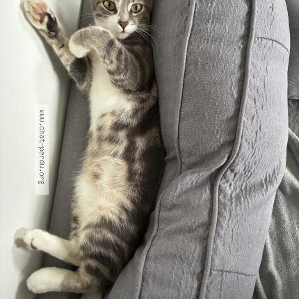 Foto 1/1 Wilo Chat perdido en Biville sur mer