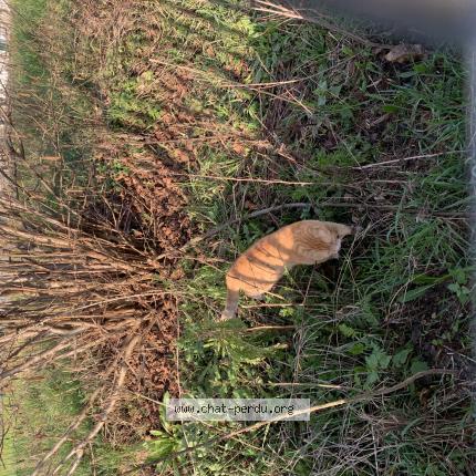 Foto 1/1 Gato encontrado Encontrado en Lille