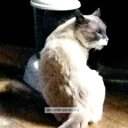 Foto 1/1 Gato encontrado Perdido en Bourg de peage