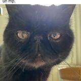 Foto del gato perdido en Bedarieux