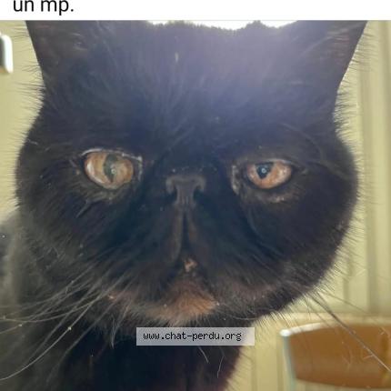 Foto 1/1 Lina Lamara Chat perdido en Bedarieux