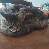 Foto del gato perdido en Denevre