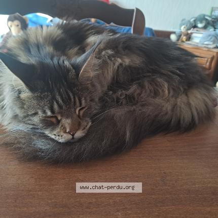 Foto 1/1 Watson Chat perdido en Denevre