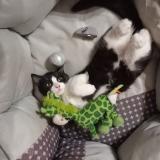 Foto del gato perdido en Louhans