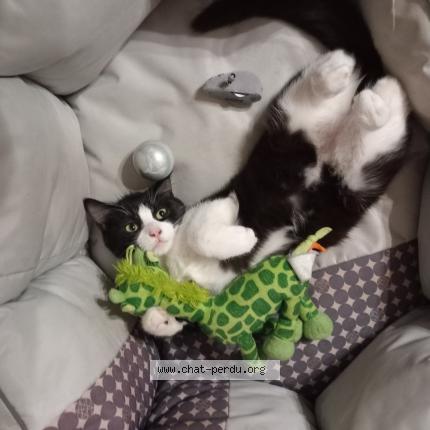 Foto 1/1 Oreo Chat perdido en Louhans