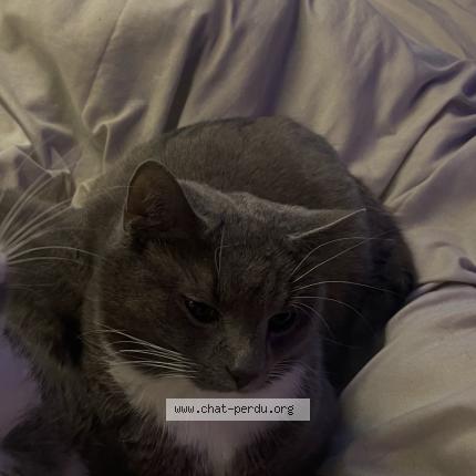 Foto 1/1 Maru Chat perdido en Brussels