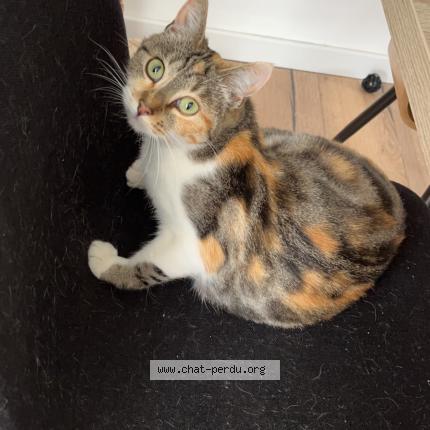 Foto 1/1 Sirah Chat perdido en Bu