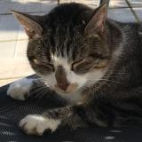 Foto de gato encontrado en Commelle Vernay