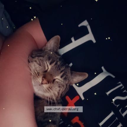 Foto 1/1 Lolo Chat perdido en Gosnay