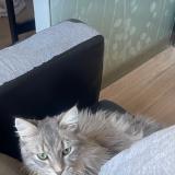 Foto del gato perdido en Les Martres De Veyre