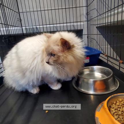 Foto 1/1 rio Chat perdido en St cyr sur loire