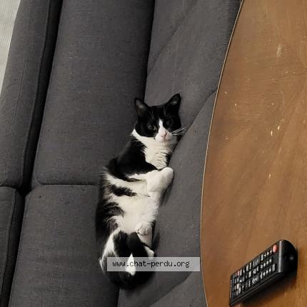 Foto 1/1 Tao Chat perdido en Saint julien les metz