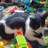 Foto del gato perdido en Rouen