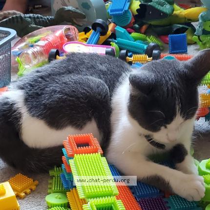 Foto 1/1 MARA Chat perdido en Rouen