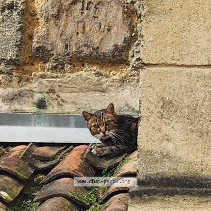 Foto 1/1 Gato encontrado Encontrado en Bordeaux