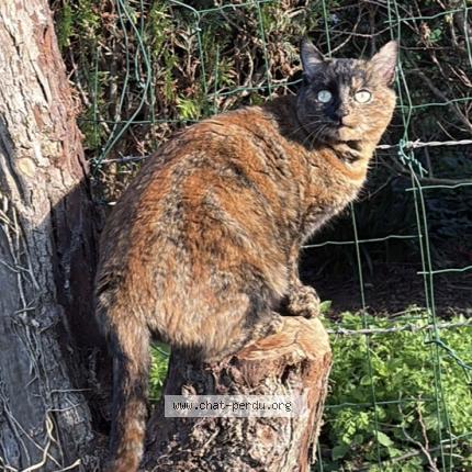 Foto 1/1 POPPY Chat perdido en Cambes en plaine