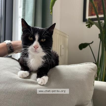 Foto 1/1 Eden Alemayehu Yamir Chat perdido en Molenbeek saint jean