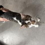 Foto de gato encontrado en Velaux