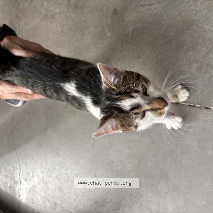 Foto 1/1 Gato encontrado Encontrado en Velaux