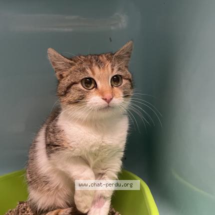 Foto 1/1 Gato encontrado Encontrado en Danze