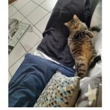 Foto del gato perdido en Brioude