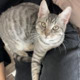 Foto del gato perdido en Albi