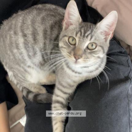 Foto 1/1 Gwen Chat perdido en Albi