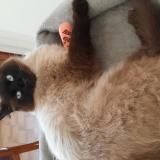 Foto del gato perdido en Concarneau