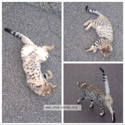 Foto 1/1 Grizou Chat perdido en Saint sauveur le vivomte