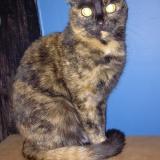 Foto del gato perdido en Villiers Sur Yonne