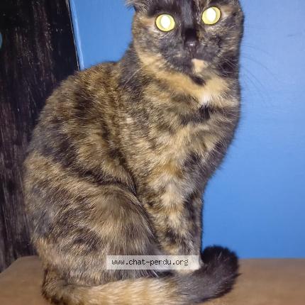 Foto 1/1 Gato encontrado Perdido en Villiers sur yonne