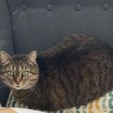 Foto del gato perdido en Brou