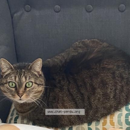 Foto 1/1 Rina Chat perdido en Brou