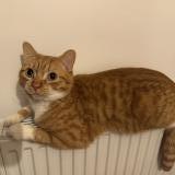 Foto del gato perdido en Pleuven