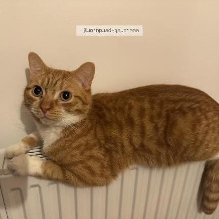 Foto 1/1 Neige Chat perdido en Pleuven