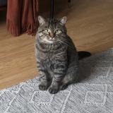 Foto del gato perdido en Saint Hubert