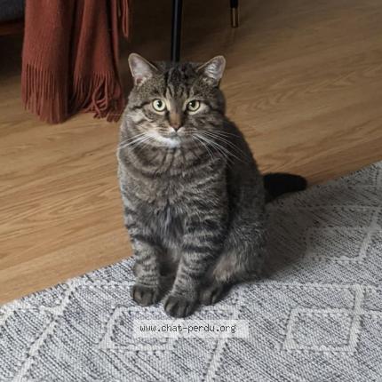 Foto 1/1 Toupetit Chat perdido en Saint hubert