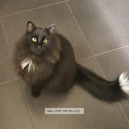 Foto 1/2 Maurice Chat perdido en Biercee