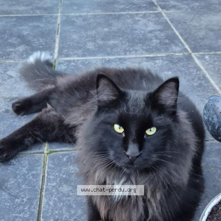 Foto 2/2 Maurice Chat perdido en Biercee